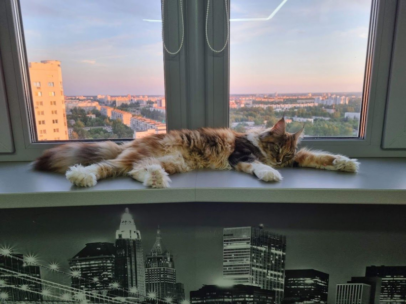 Кошки в нашей жизни. Кошки и все, что с ними связано.