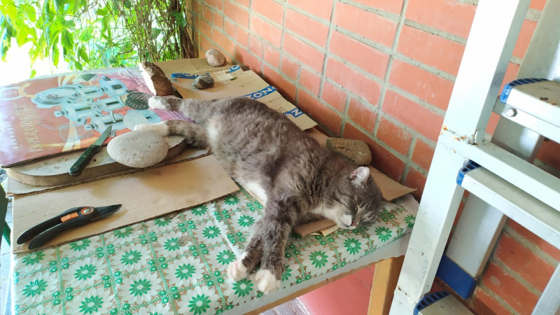 Кошки в нашей жизни. Кошки и все, что с ними связано.