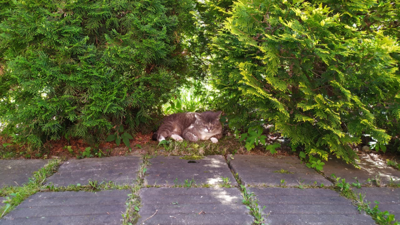 Кошки в нашей жизни. Кошки и все, что с ними связано.