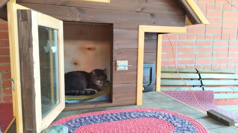 Кошки в нашей жизни. Кошки и все, что с ними связано.