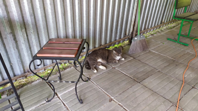 Кошки в нашей жизни. Кошки и все, что с ними связано.