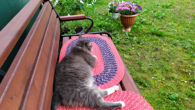 Кошки в нашей жизни. Кошки и все, что с ними связано.