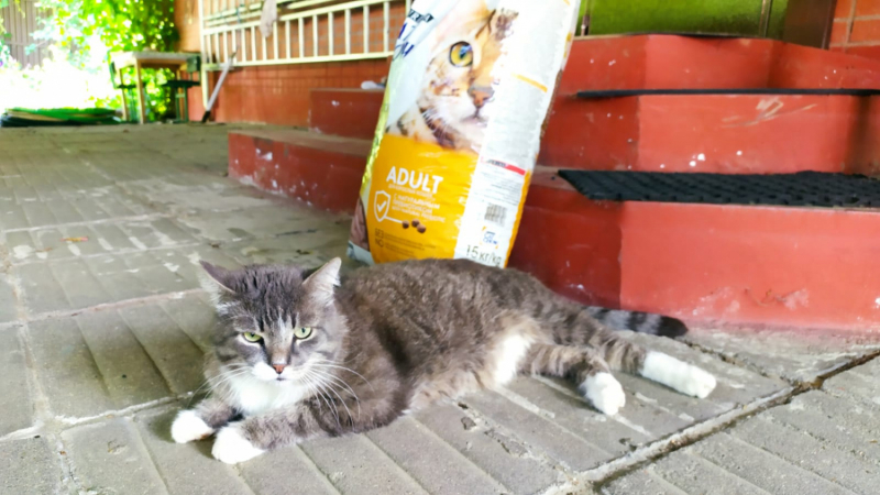 Кошки в нашей жизни. Кошки и все, что с ними связано.