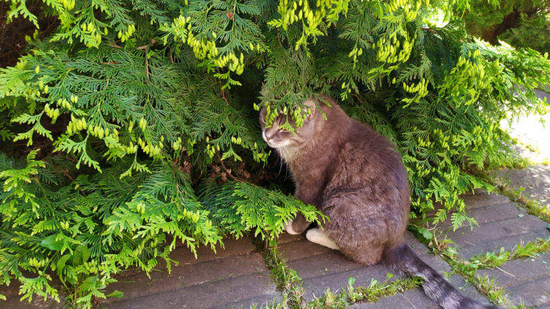Кошки в нашей жизни. Кошки и все, что с ними связано.