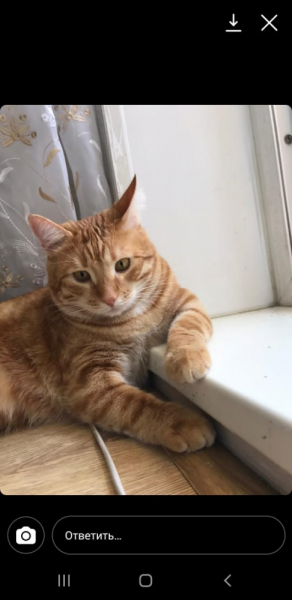 Кошки в нашей жизни. Кошки и все, что с ними связано.