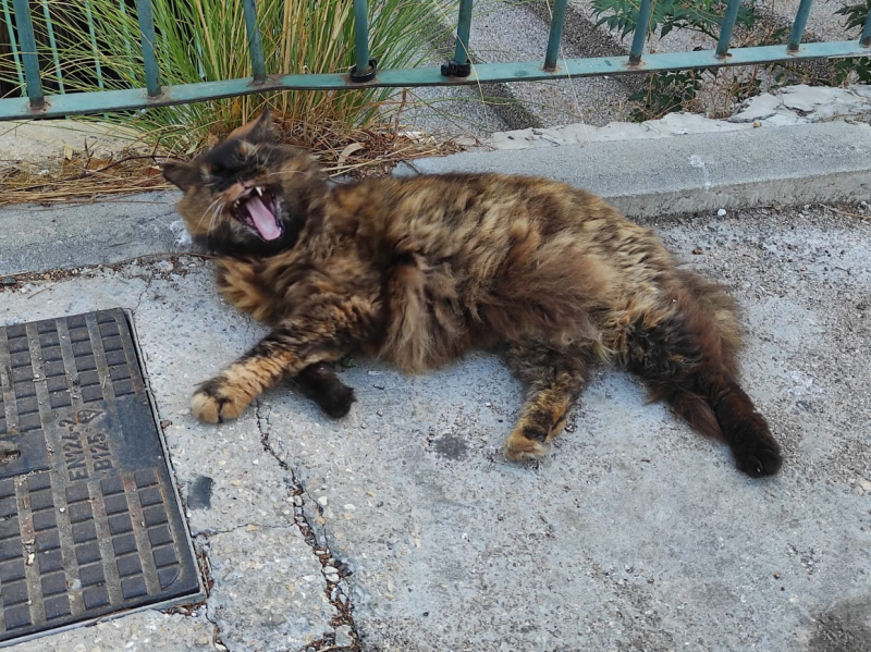 La mia vita. Римские записки, дневник онлайн