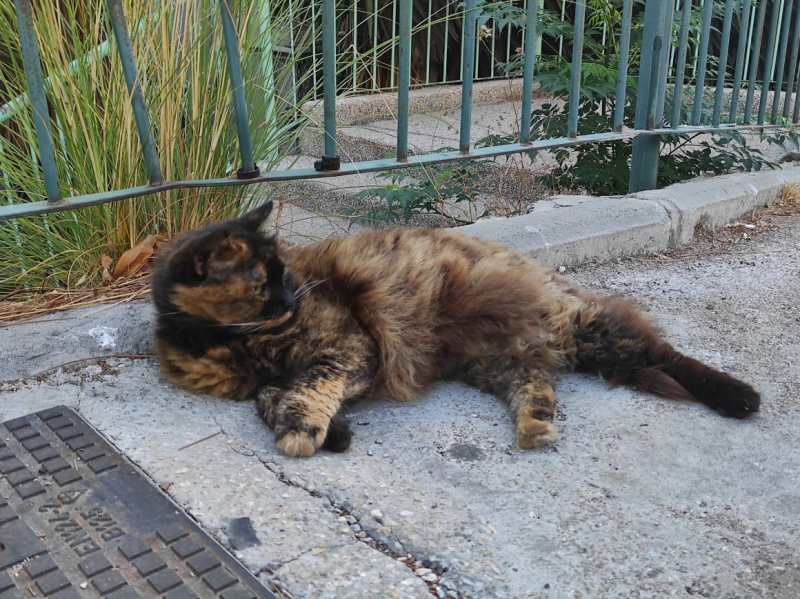 La mia vita. Римские записки, дневник онлайн