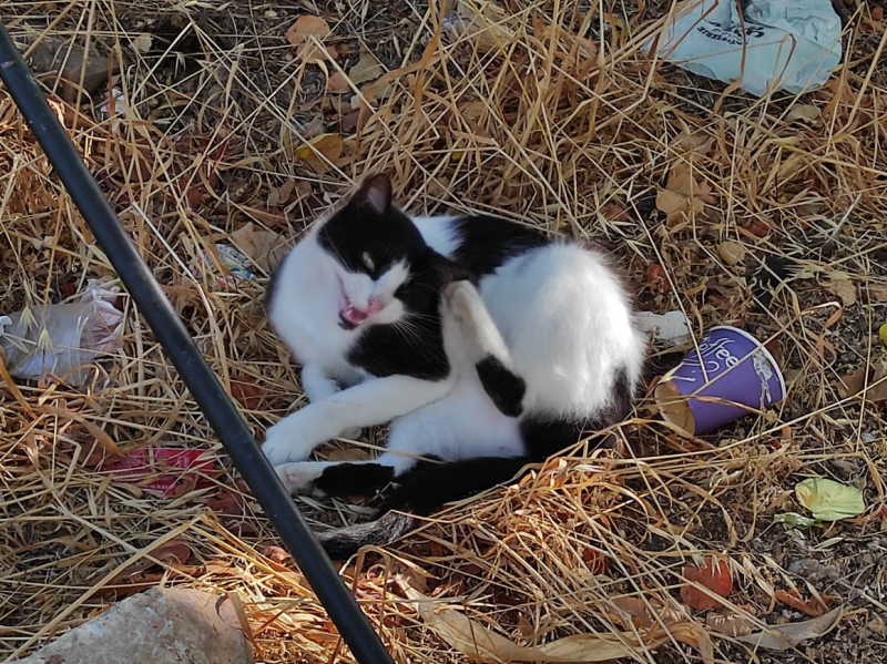 La mia vita. Римские записки, дневник онлайн