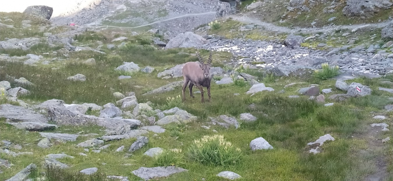 Walker’s Haute Route соло с палаткой за 9,5 дней с приквелом и сиквелом