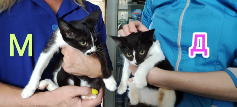 Кошки в нашей жизни. Кошки и все, что с ними связано.