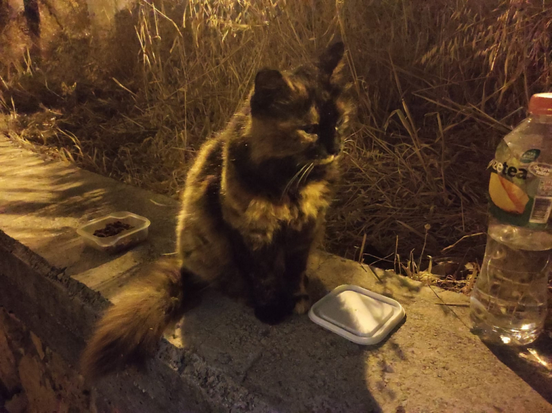 La mia vita. Римские записки, дневник онлайн