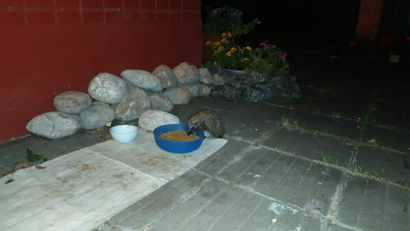 Кошки в нашей жизни. Кошки и все, что с ними связано.