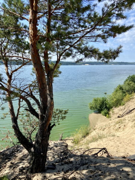 Сосновый лес на Волге посоветуйте