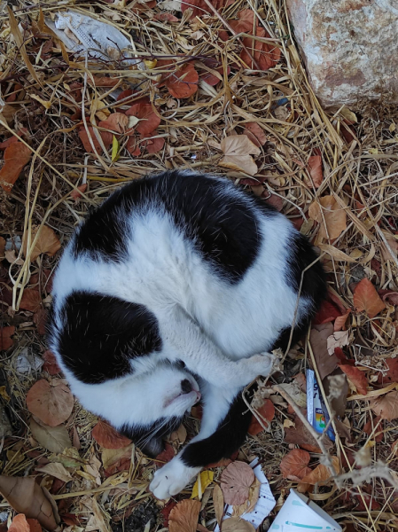 La mia vita. Римские записки, дневник онлайн