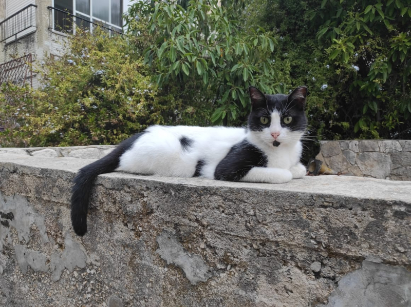 La mia vita. Римские записки, дневник онлайн