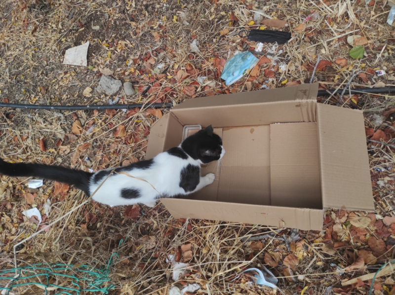 La mia vita. Римские записки, дневник онлайн