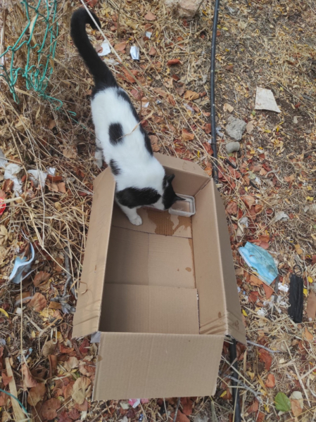 La mia vita. Римские записки, дневник онлайн