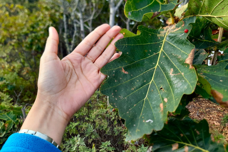 Остров и бухта Петрова