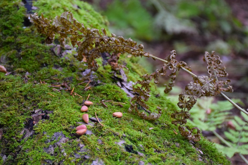 Остров и бухта Петрова