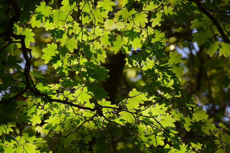 Остров и бухта Петрова