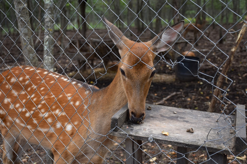 Остров и бухта Петрова