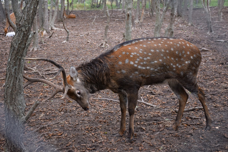 Остров и бухта Петрова