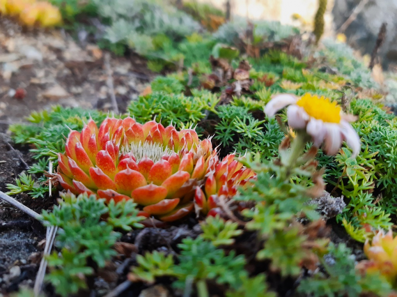 Мыс четырёх скал