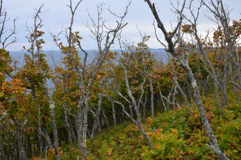 Голубичное и Благодатное