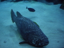 ОКЕАНАРИУМ КУАЛА-ЛУМПУРА