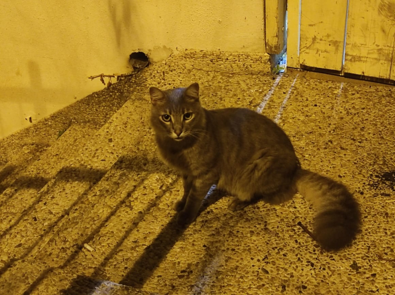 La mia vita. Римские записки, дневник онлайн