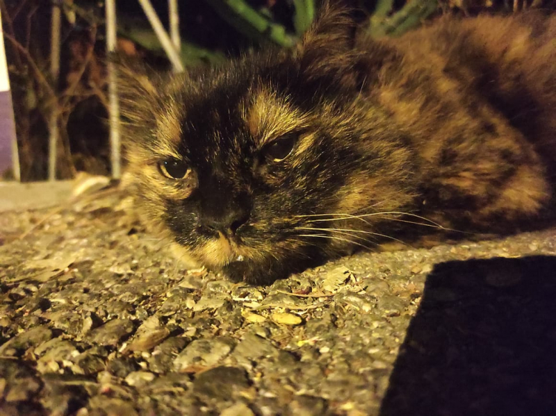 La mia vita. Римские записки, дневник онлайн