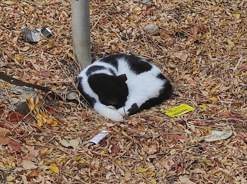 La mia vita. Римские записки, дневник онлайн