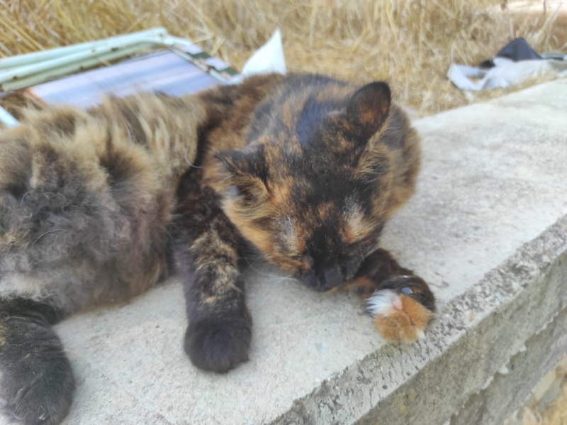 La mia vita. Римские записки, дневник онлайн