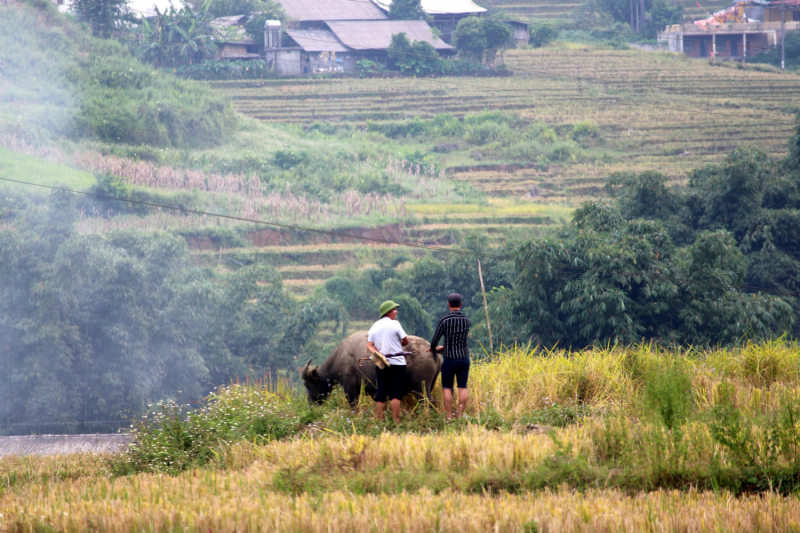 По Вьетнаму с вьетнамцами. С 25 сентября по 9 октября 2022 года. Hanoi - SаPа - Halong Bay - Nha Trang - Dalat - Hanoi.