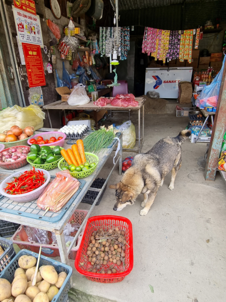 По Вьетнаму с вьетнамцами. С 25 сентября по 9 октября 2022 года. Hanoi - SаPа - Halong Bay - Nha Trang - Dalat - Hanoi.