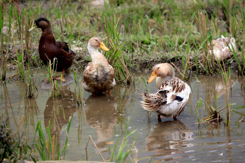 По Вьетнаму с вьетнамцами. С 25 сентября по 9 октября 2022 года. Hanoi - SаPа - Halong Bay - Nha Trang - Dalat - Hanoi.
