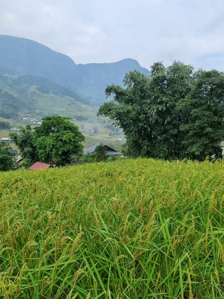По Вьетнаму с вьетнамцами. С 25 сентября по 9 октября 2022 года. Hanoi - SаPа - Halong Bay - Nha Trang - Dalat - Hanoi.