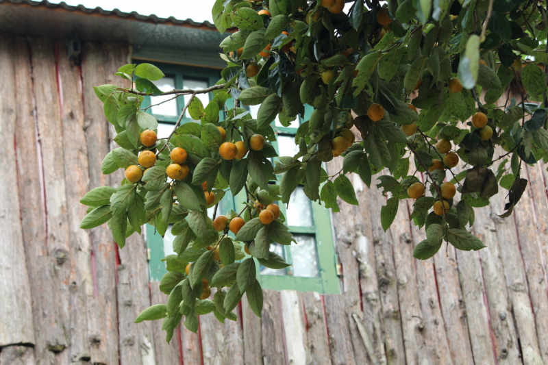 По Вьетнаму с вьетнамцами. С 25 сентября по 9 октября 2022 года. Hanoi - SаPа - Halong Bay - Nha Trang - Dalat - Hanoi.