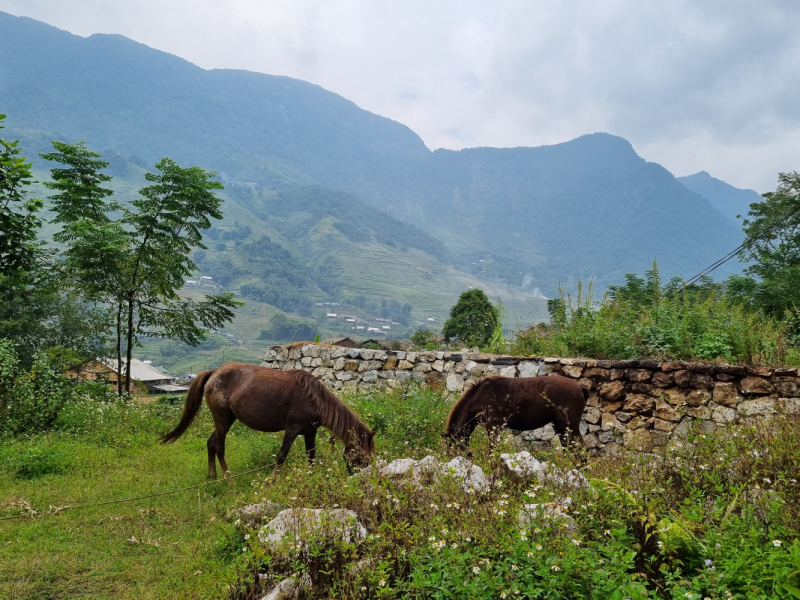 По Вьетнаму с вьетнамцами. С 25 сентября по 9 октября 2022 года. Hanoi - SаPа - Halong Bay - Nha Trang - Dalat - Hanoi.