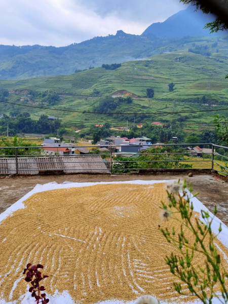 По Вьетнаму с вьетнамцами. С 25 сентября по 9 октября 2022 года. Hanoi - SаPа - Halong Bay - Nha Trang - Dalat - Hanoi.