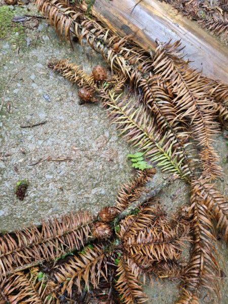 По Вьетнаму с вьетнамцами. С 25 сентября по 9 октября 2022 года. Hanoi - SаPа - Halong Bay - Nha Trang - Dalat - Hanoi.