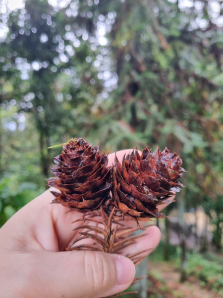 По Вьетнаму с вьетнамцами. С 25 сентября по 9 октября 2022 года. Hanoi - SаPа - Halong Bay - Nha Trang - Dalat - Hanoi.