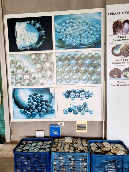 По Вьетнаму с вьетнамцами. С 25 сентября по 9 октября 2022 года. Hanoi - SаPа - Halong Bay - Nha Trang - Dalat - Hanoi.