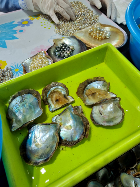 По Вьетнаму с вьетнамцами. С 25 сентября по 9 октября 2022 года. Hanoi - SаPа - Halong Bay - Nha Trang - Dalat - Hanoi.