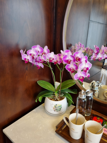 По Вьетнаму с вьетнамцами. С 25 сентября по 9 октября 2022 года. Hanoi - SаPа - Halong Bay - Nha Trang - Dalat - Hanoi.