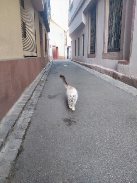 Эльзас, Люксембург, Монако и другие кусочки паззла - не съесть, но надкусить.
