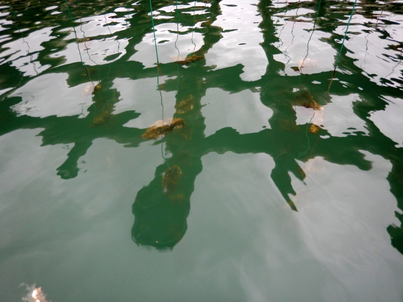 По Вьетнаму с вьетнамцами. С 25 сентября по 9 октября 2022 года. Hanoi - SаPа - Halong Bay - Nha Trang - Dalat - Hanoi.