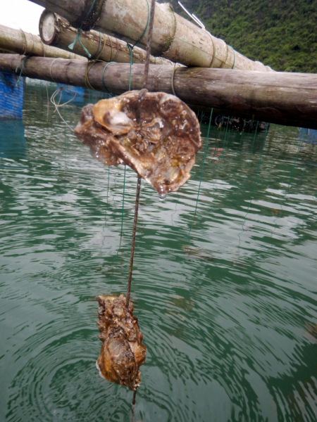 По Вьетнаму с вьетнамцами. С 25 сентября по 9 октября 2022 года. Hanoi - SаPа - Halong Bay - Nha Trang - Dalat - Hanoi.