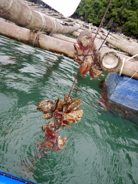 По Вьетнаму с вьетнамцами. С 25 сентября по 9 октября 2022 года. Hanoi - SаPа - Halong Bay - Nha Trang - Dalat - Hanoi.