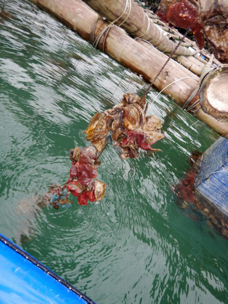 По Вьетнаму с вьетнамцами. С 25 сентября по 9 октября 2022 года. Hanoi - SаPа - Halong Bay - Nha Trang - Dalat - Hanoi.